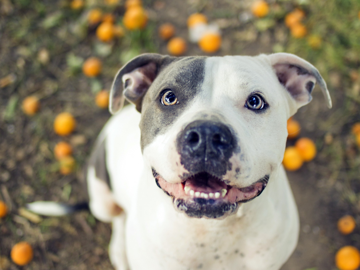 Преданный взгляд питбуля