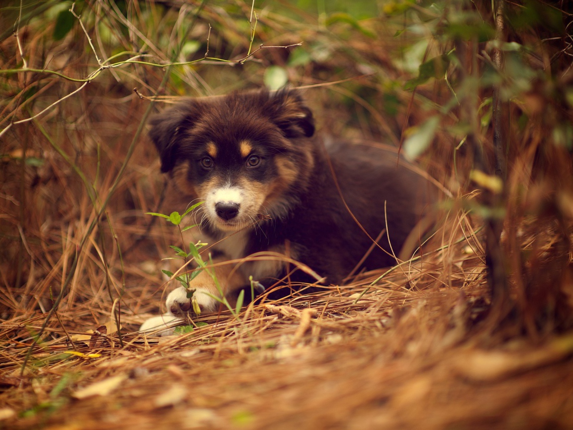 Щенок австралийского шефердса