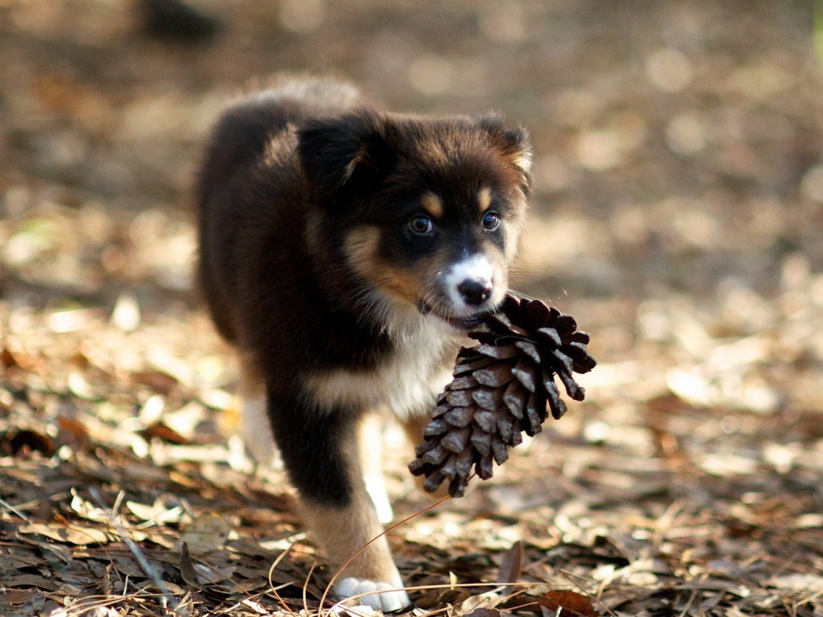 Щенок несет шишку