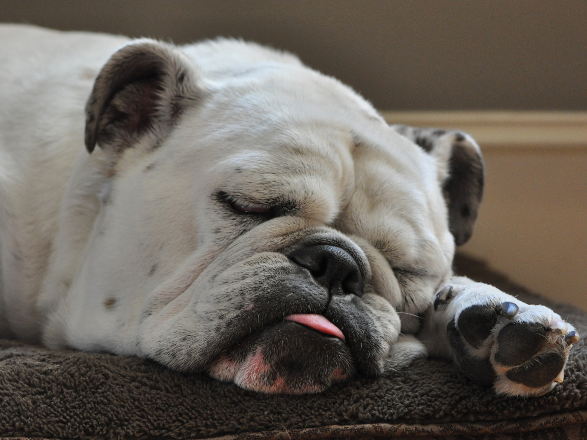 Спящий бульдог
