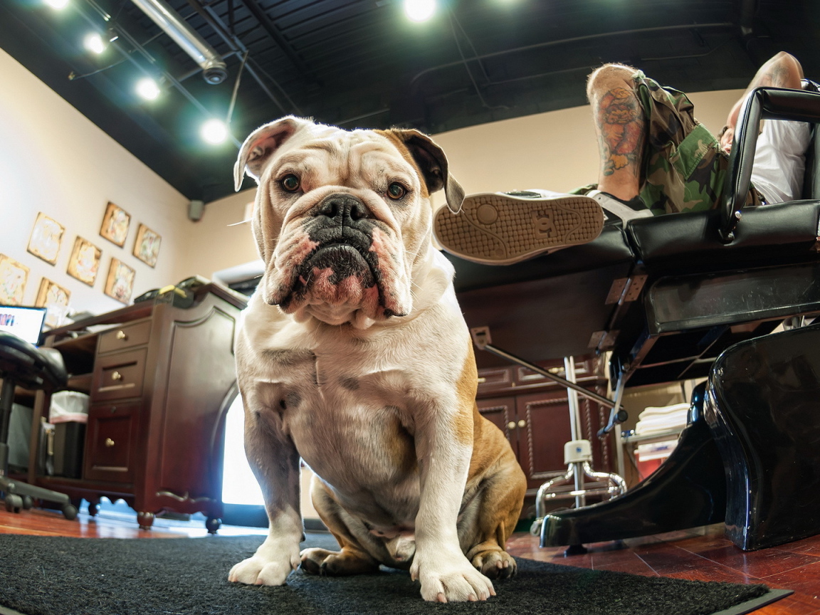 Собака у ног хозяина