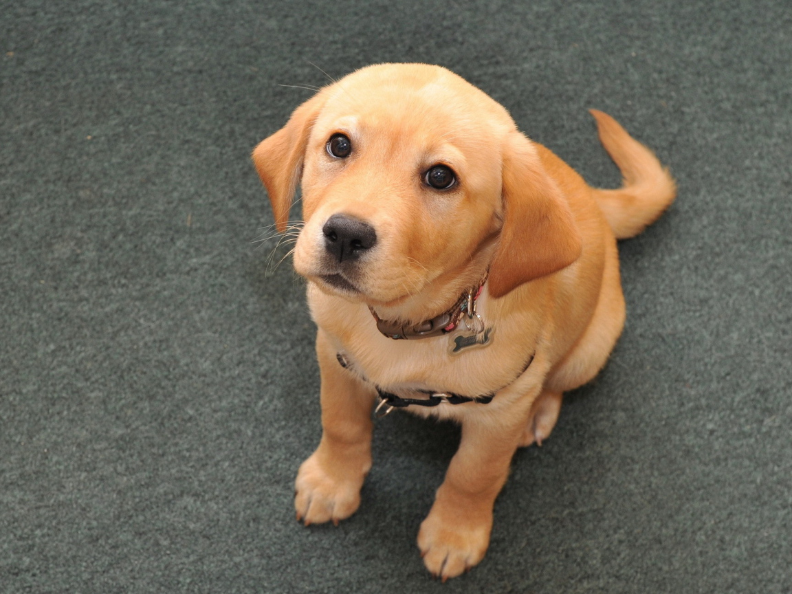 Взгляд преданной собаки