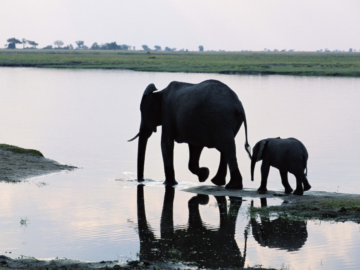 Слониха мама с ребенком