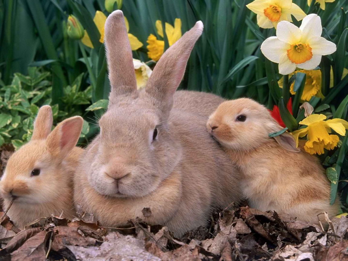 Крольчиха с крольчатами