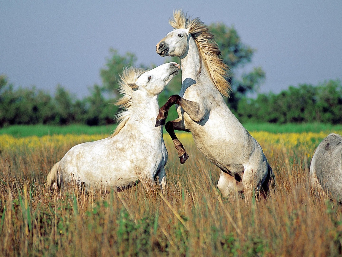 Драка лошадей