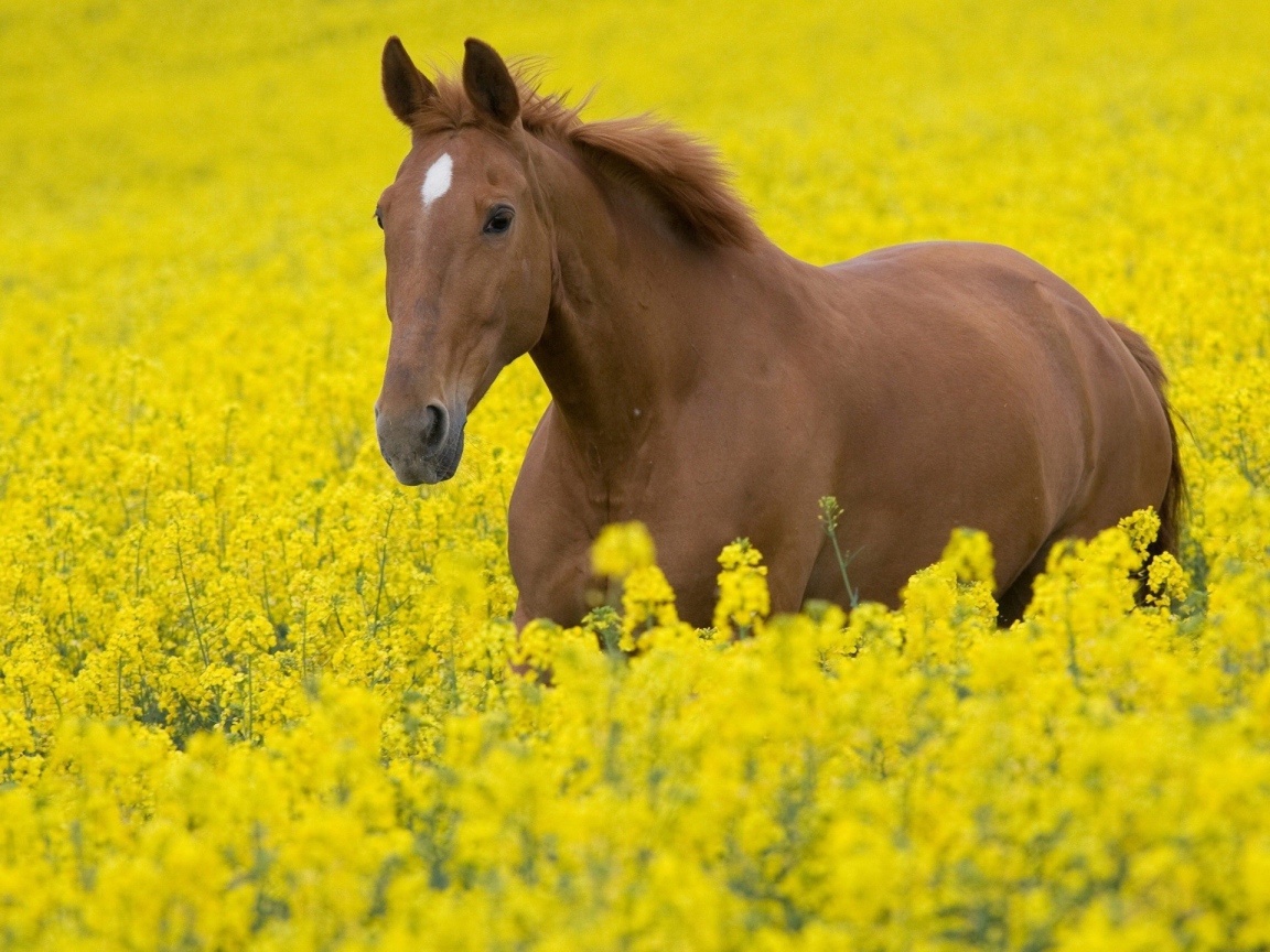 Лошадь в желтых цветах
