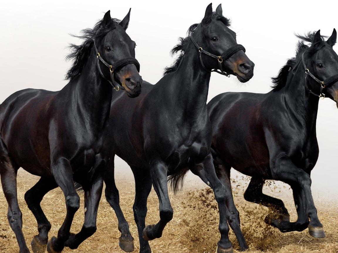 Три черных коня