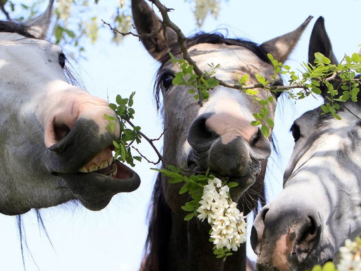 Тройка лошадей