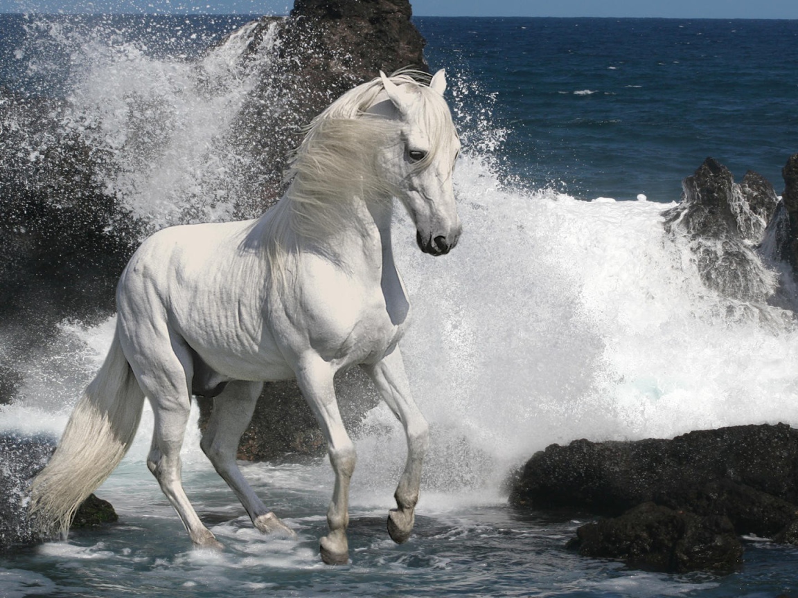Белая лошадь на берегу моря
