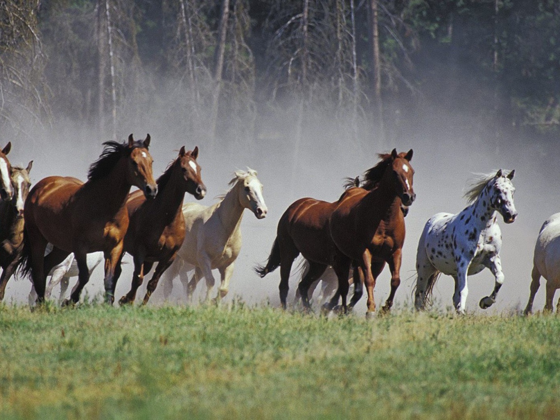 Табун лошадей