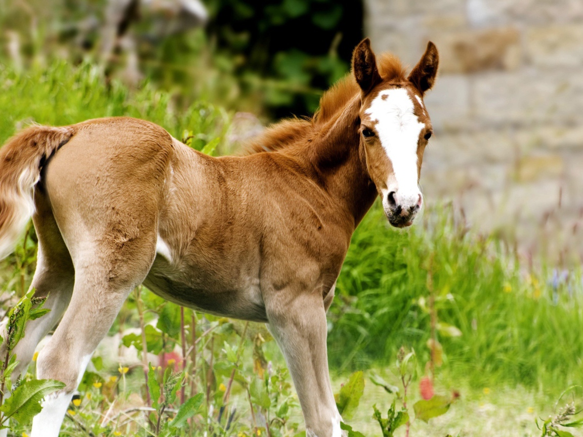 Жеребенок с белым лбом
