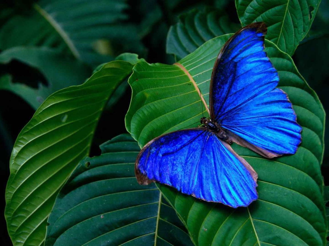 Синяя бабочка