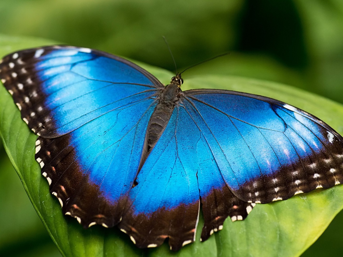 Голубая бабочка