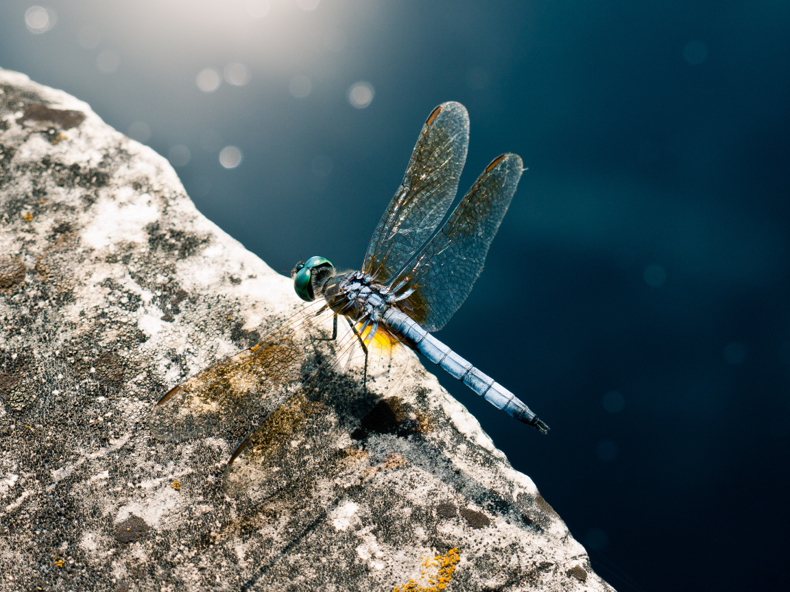 Голубая стрекоза