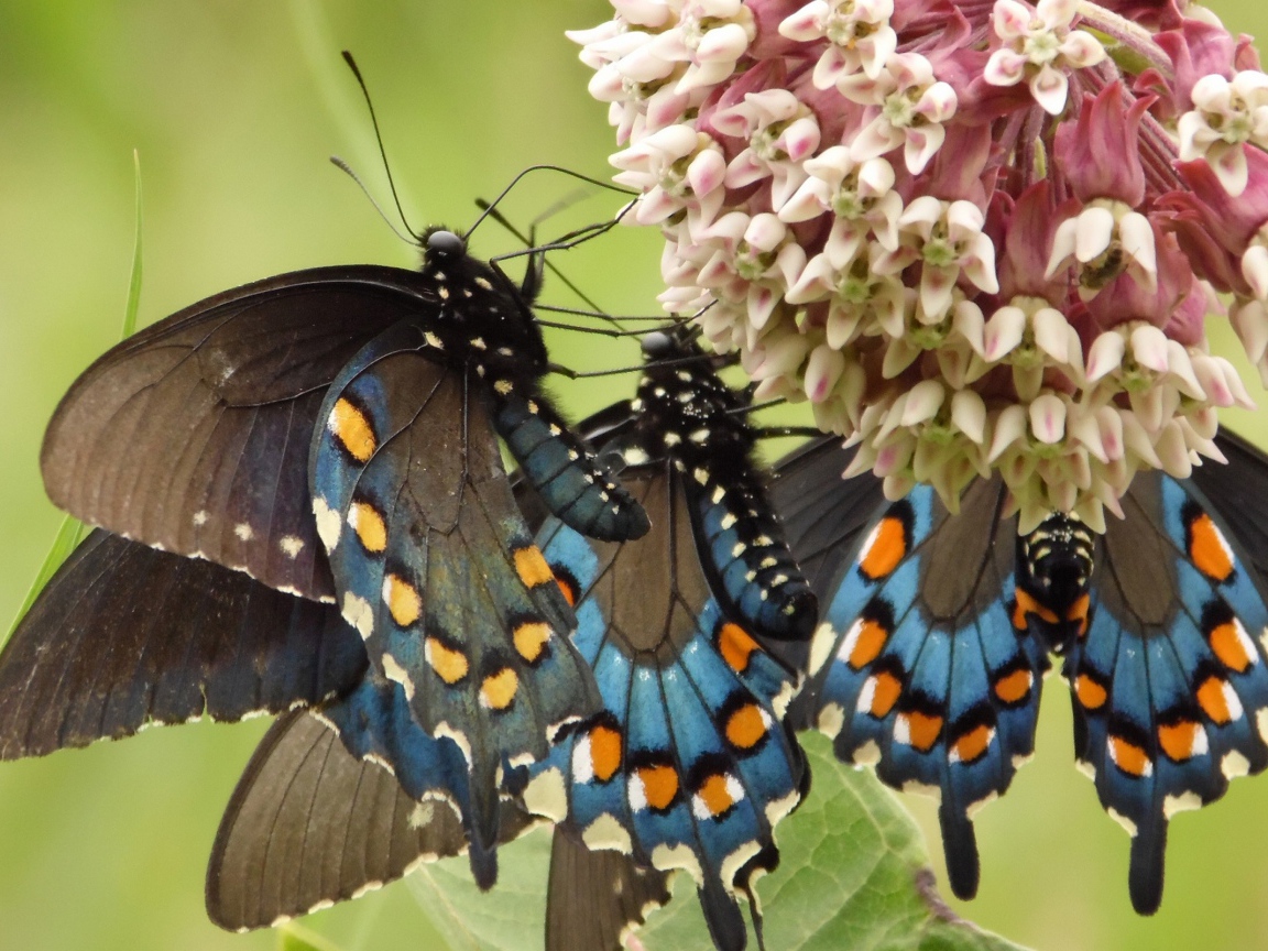 Бабочки слетелись на цветок