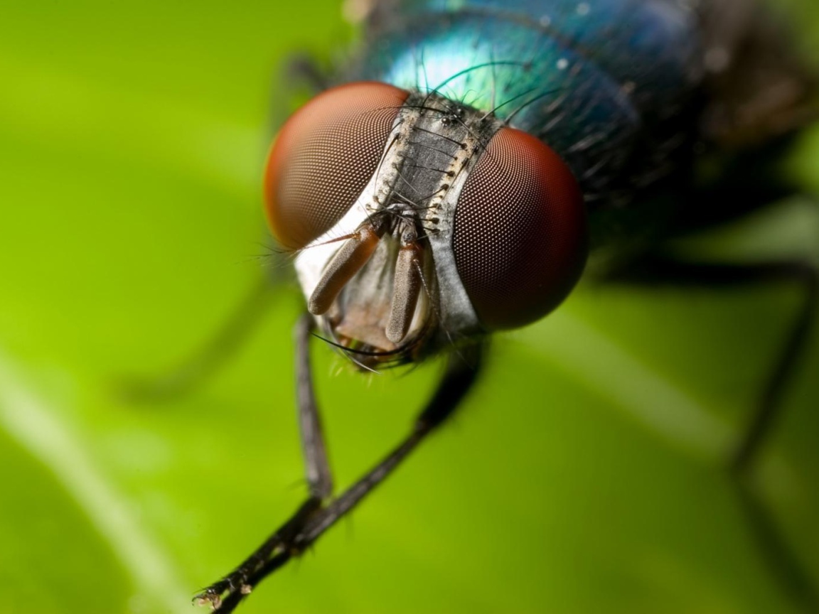 Летающий глазастик