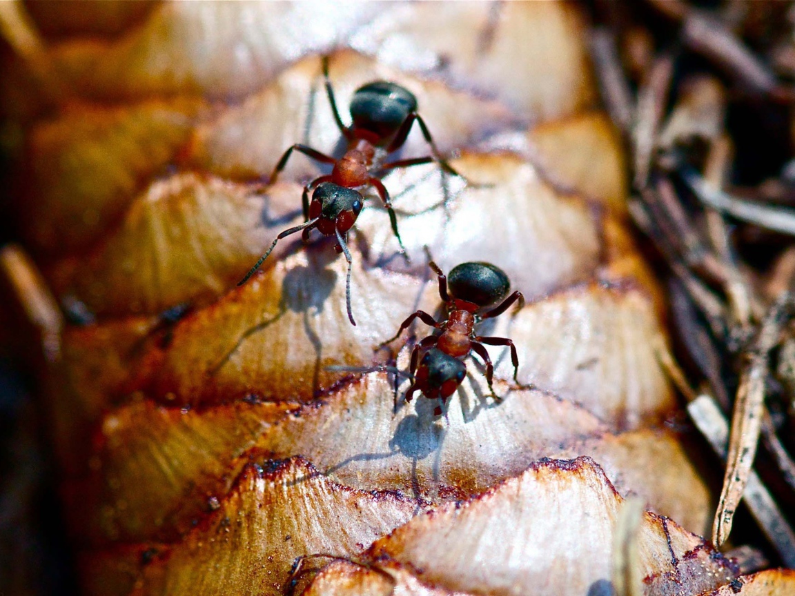 Лесные муравьи