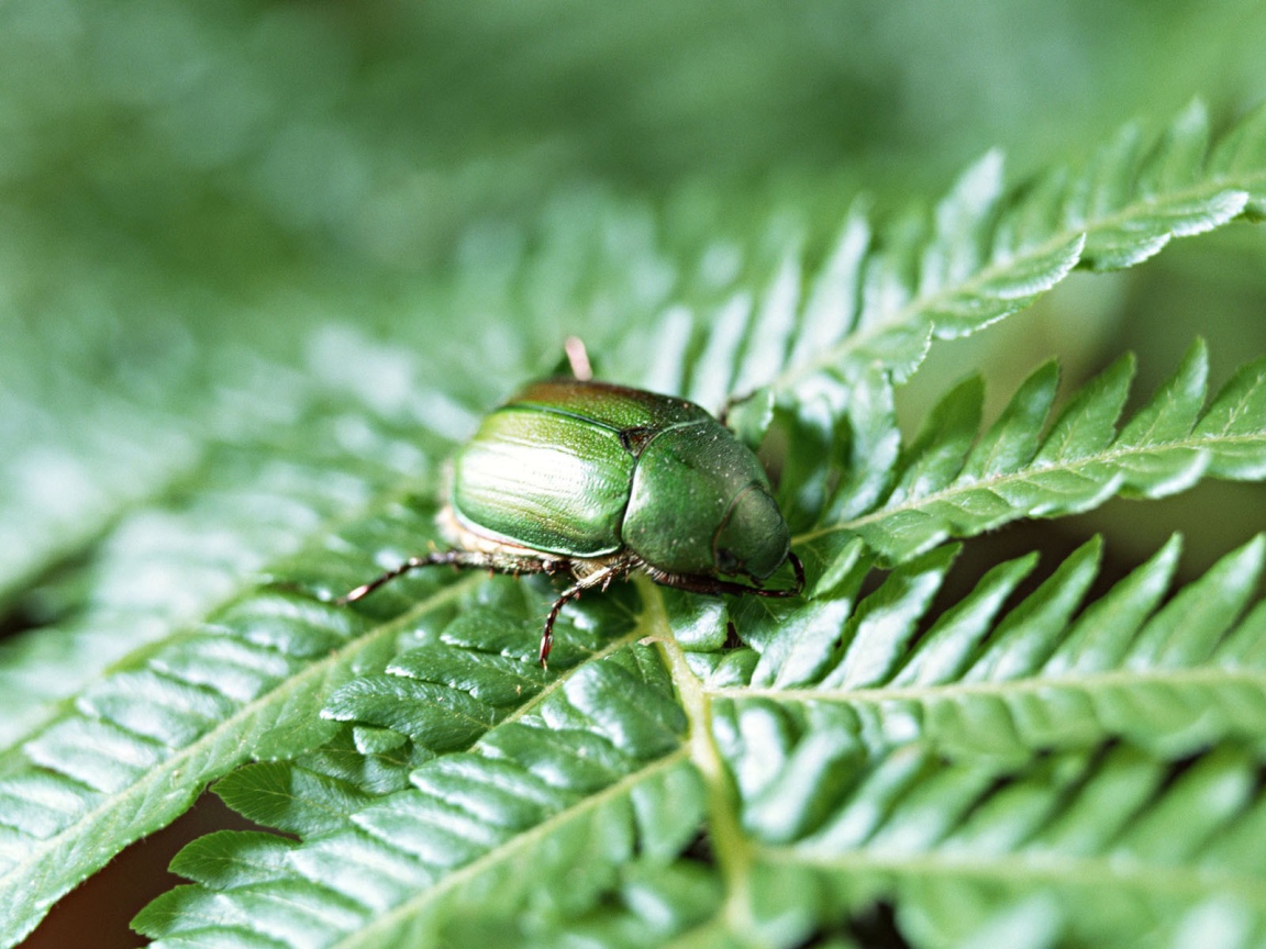 Японский жук