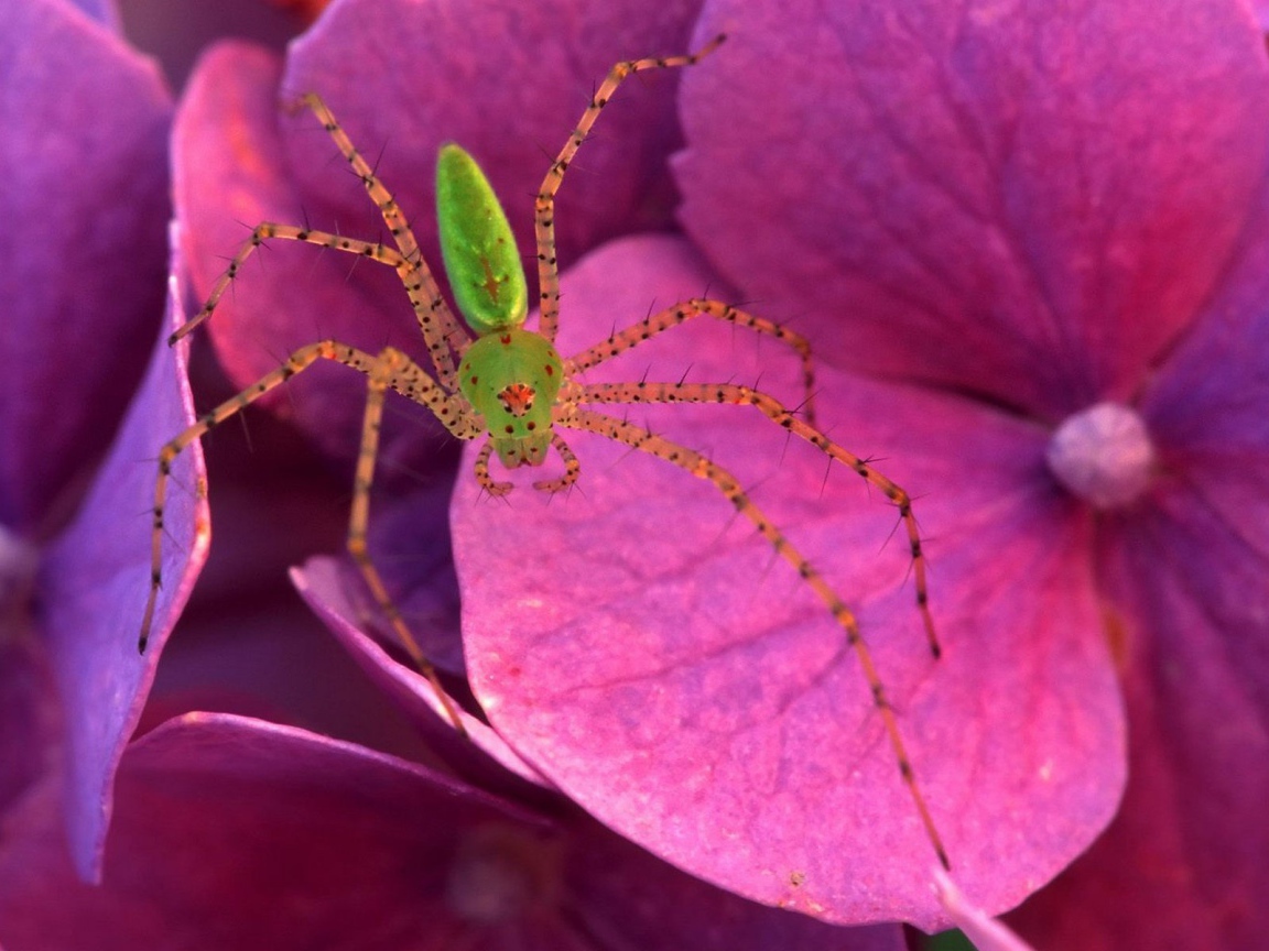 Паук на розовых цветках