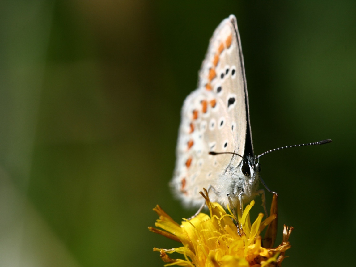 Белая бабочка на желтом цветке