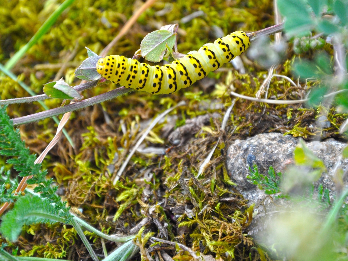 Желтая гусеница