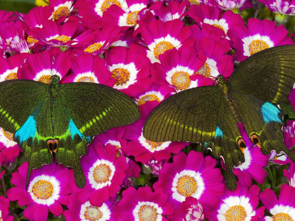 Бабочки на розовых цветах