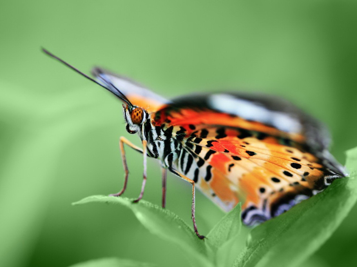 Красивая бабочка на листке