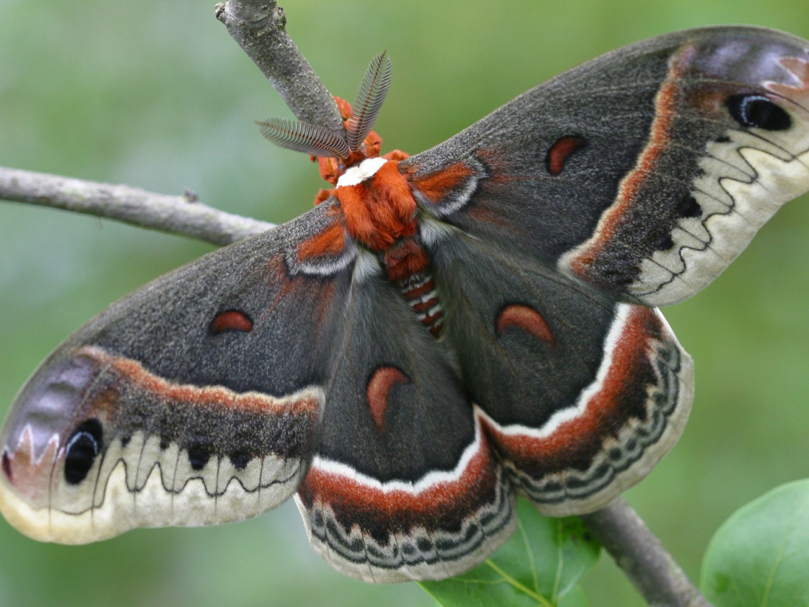 Большая красивая бабочка