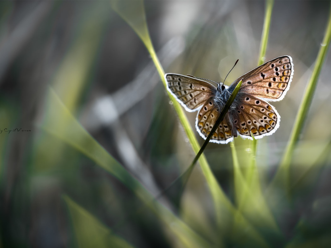 Бабочка на стебле