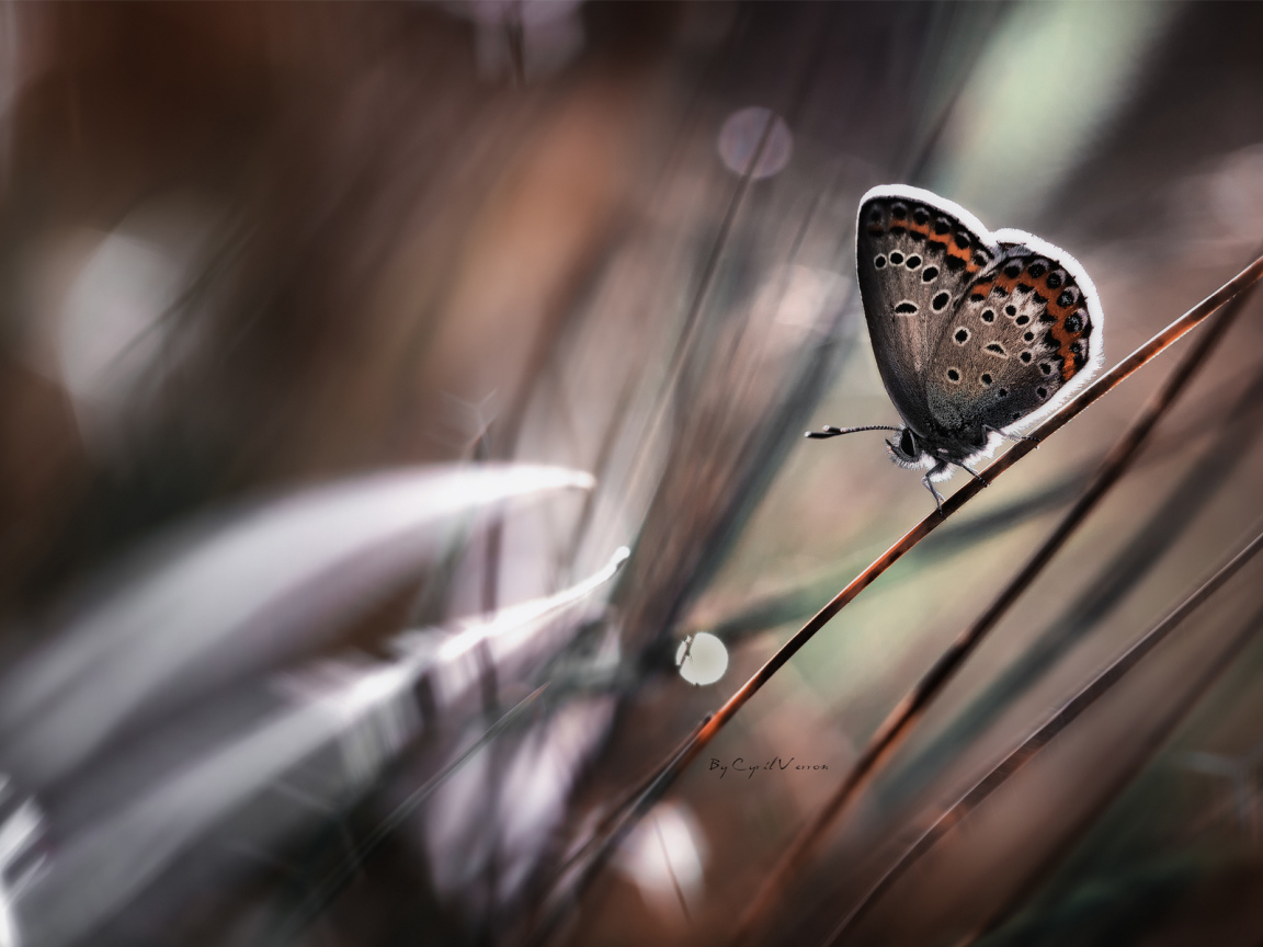 Бабочка на стебле