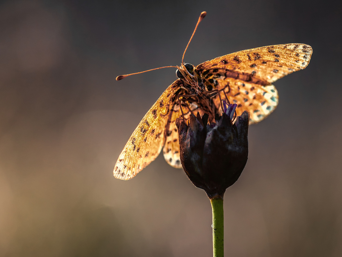 Бабочка на стебле цветка