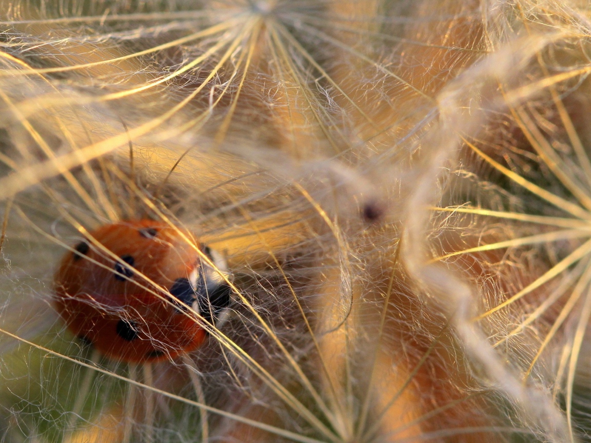 Божья коровка в паутине