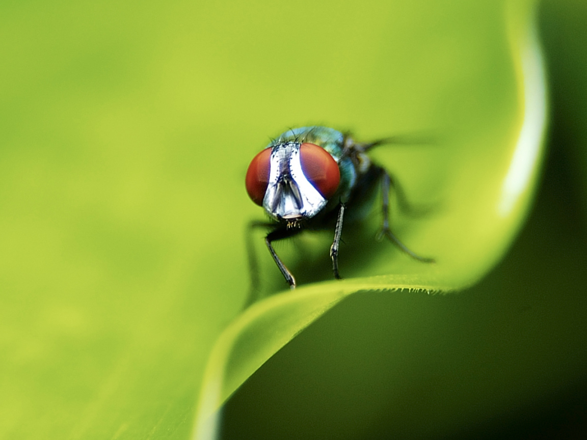 Портрет мухи