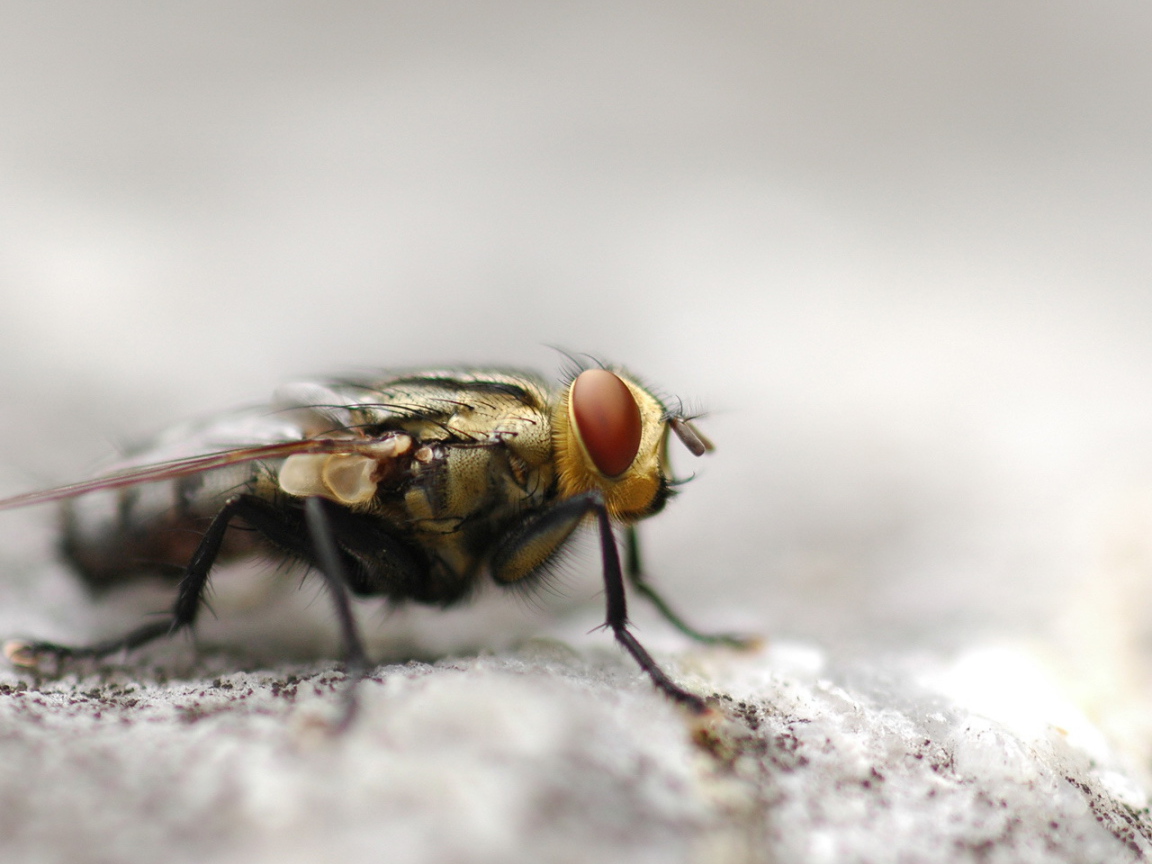 Портрет мухи крупным планом