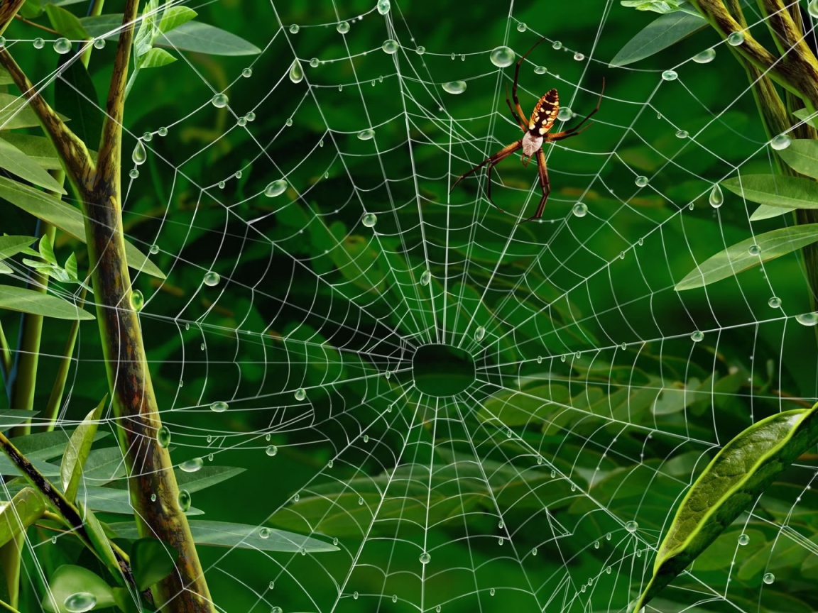 Паутина с каплями воды