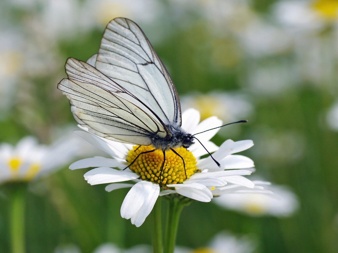 Белая бабочка на ромашке