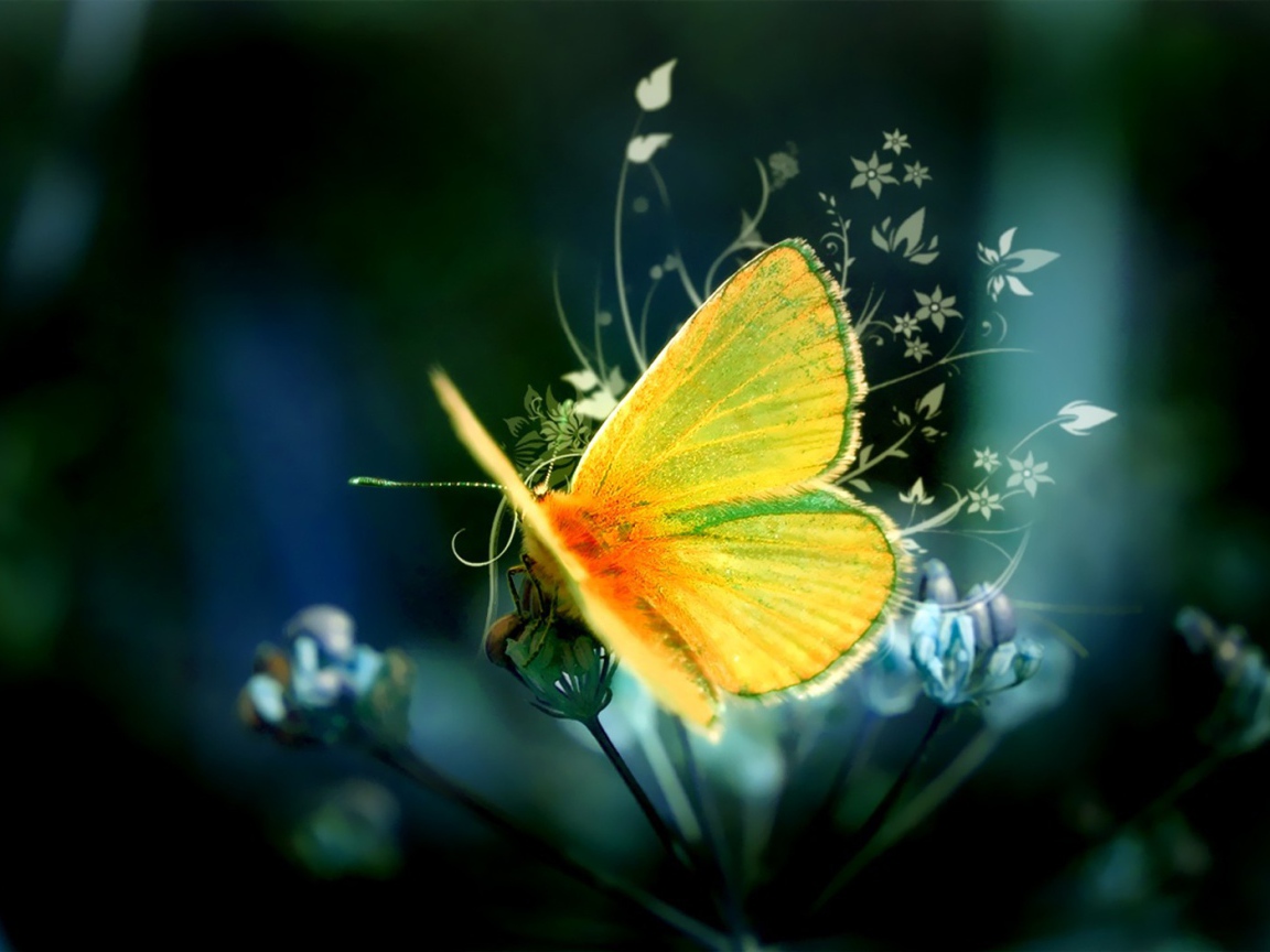 Желтая бабочка на цветке