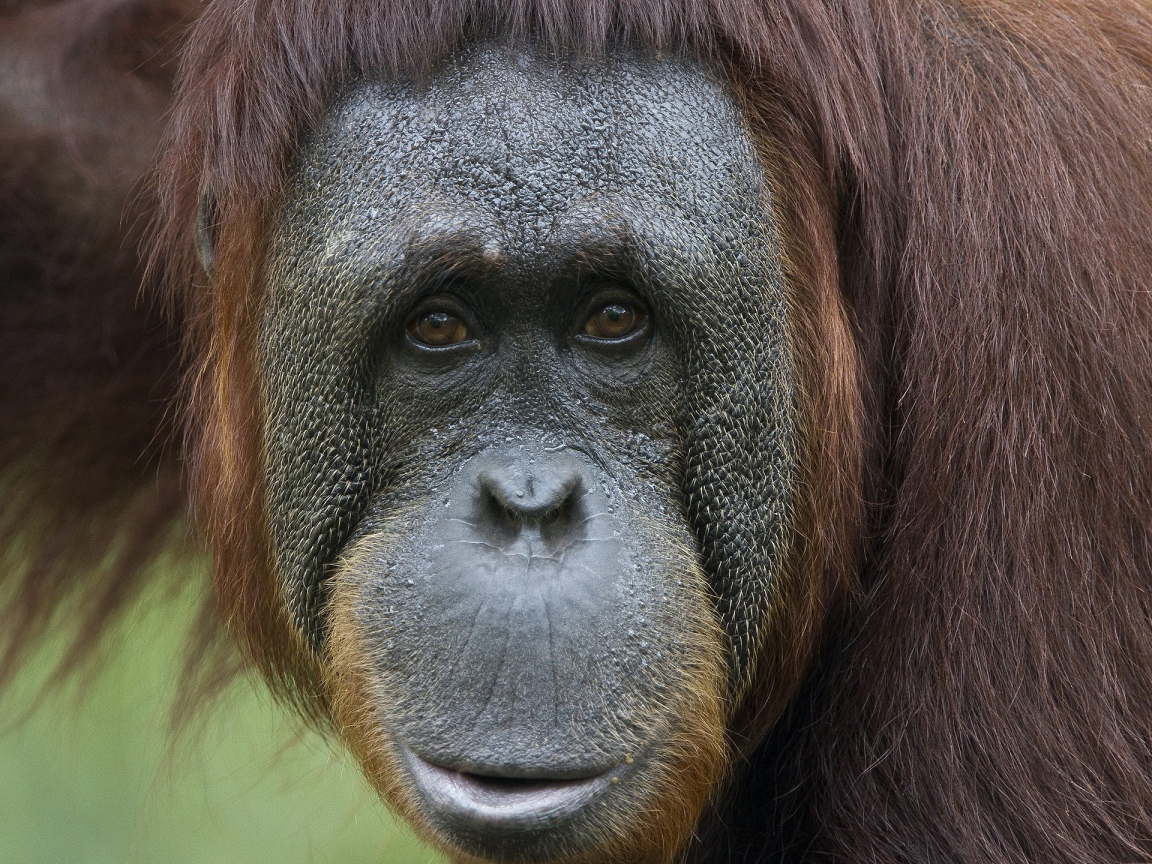 Портрет на память