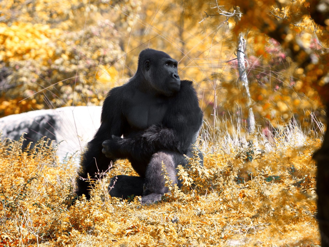 Горилла позирует фотографу