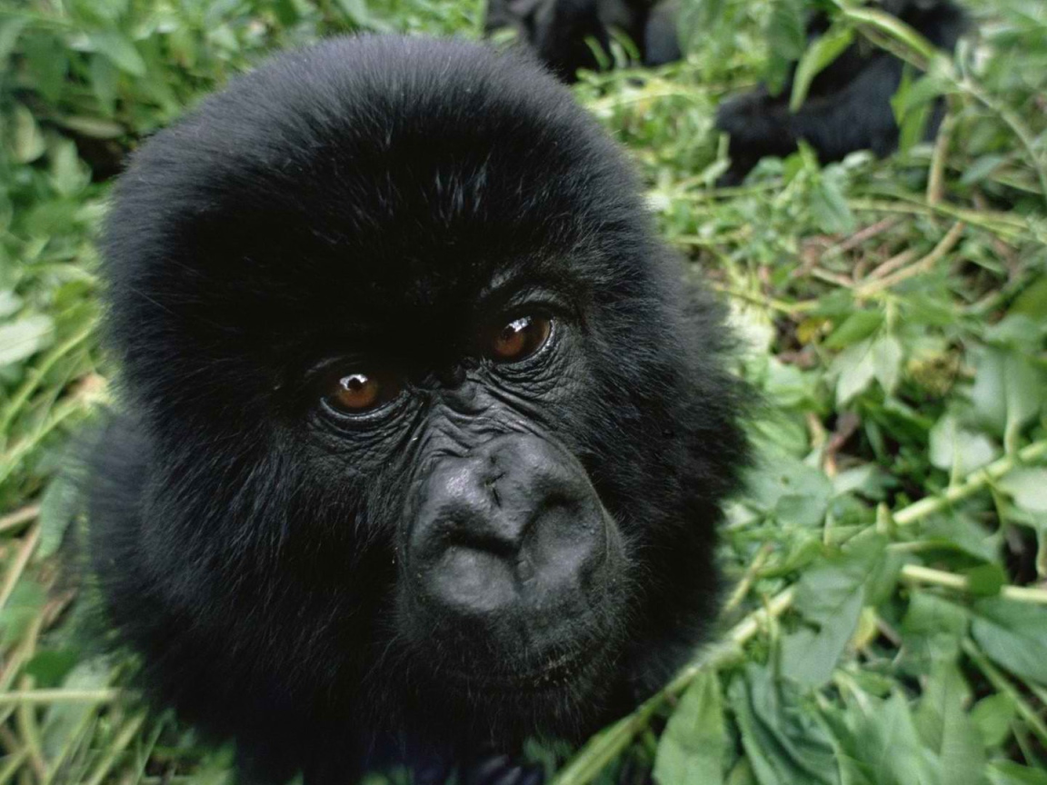 Взгляд детеныша гориллы