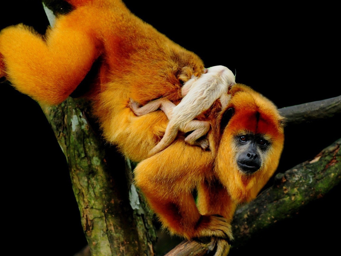 Обезьяна с детенышем на спине