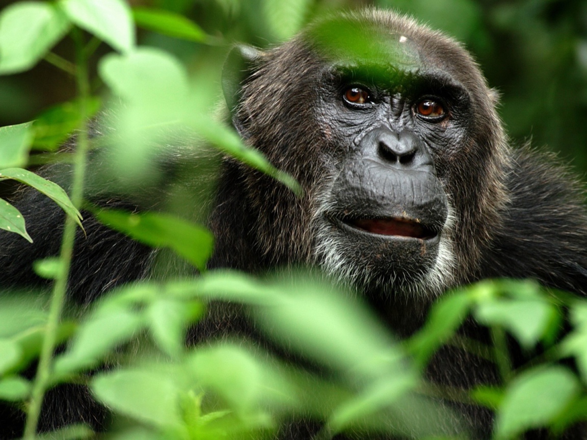 Портрет гориллы