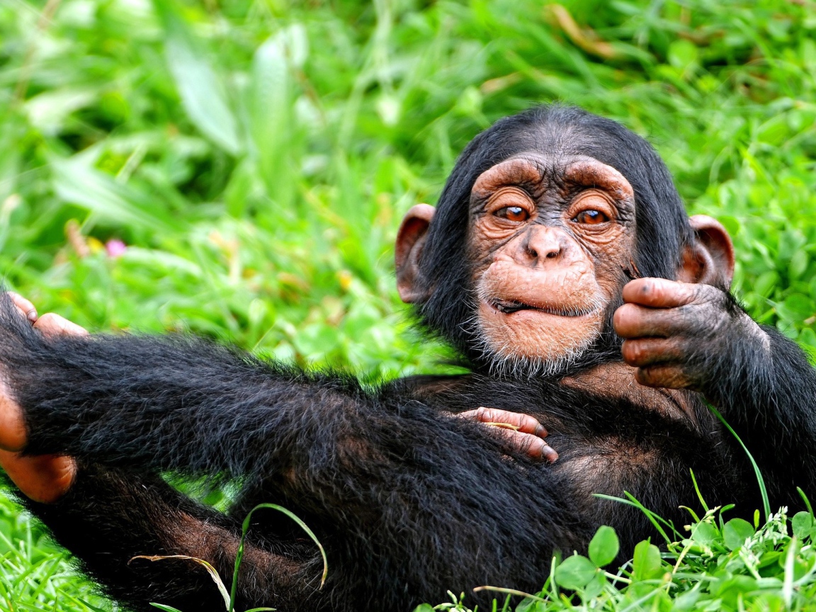 Детеныш обезьяны