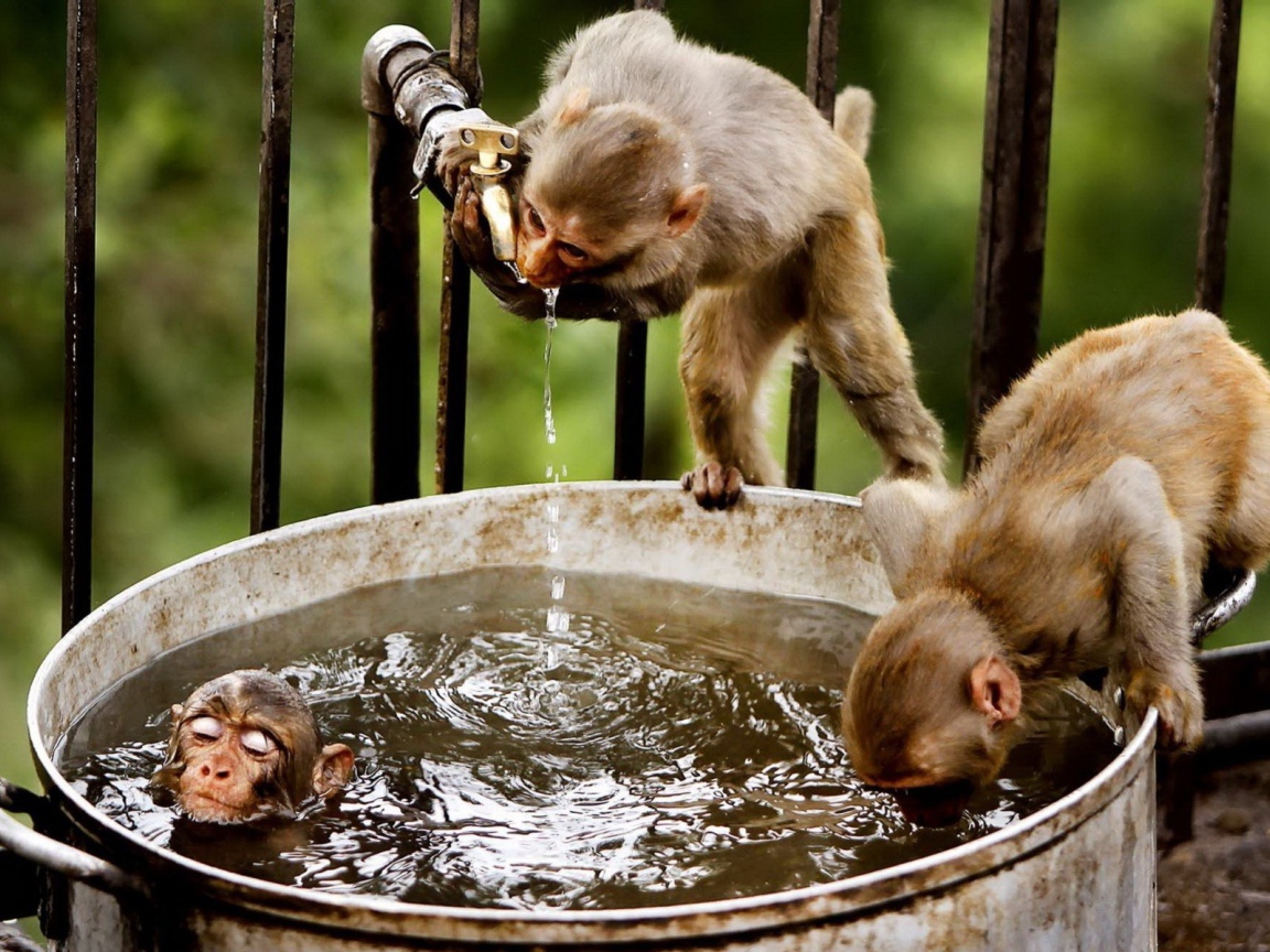	  Monkey drink water and bathe
