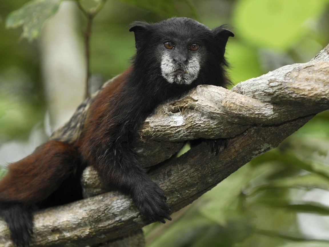 Тамарин в национальном парке Перу