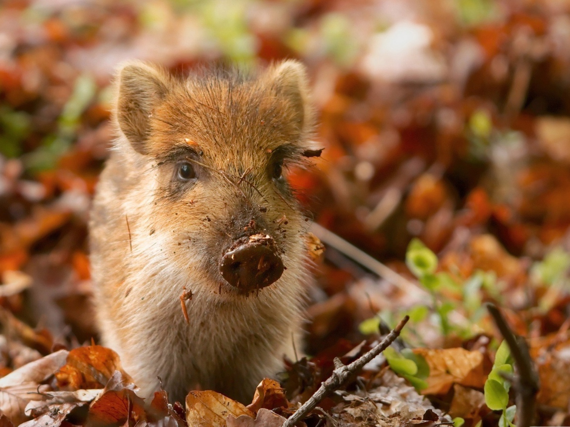 Маленький дикий поросенок