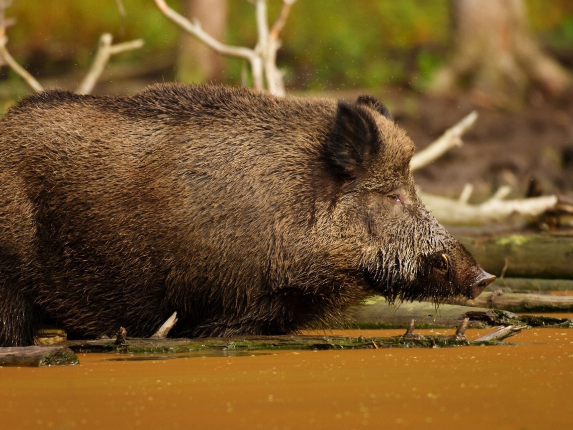 Кабан в болоте