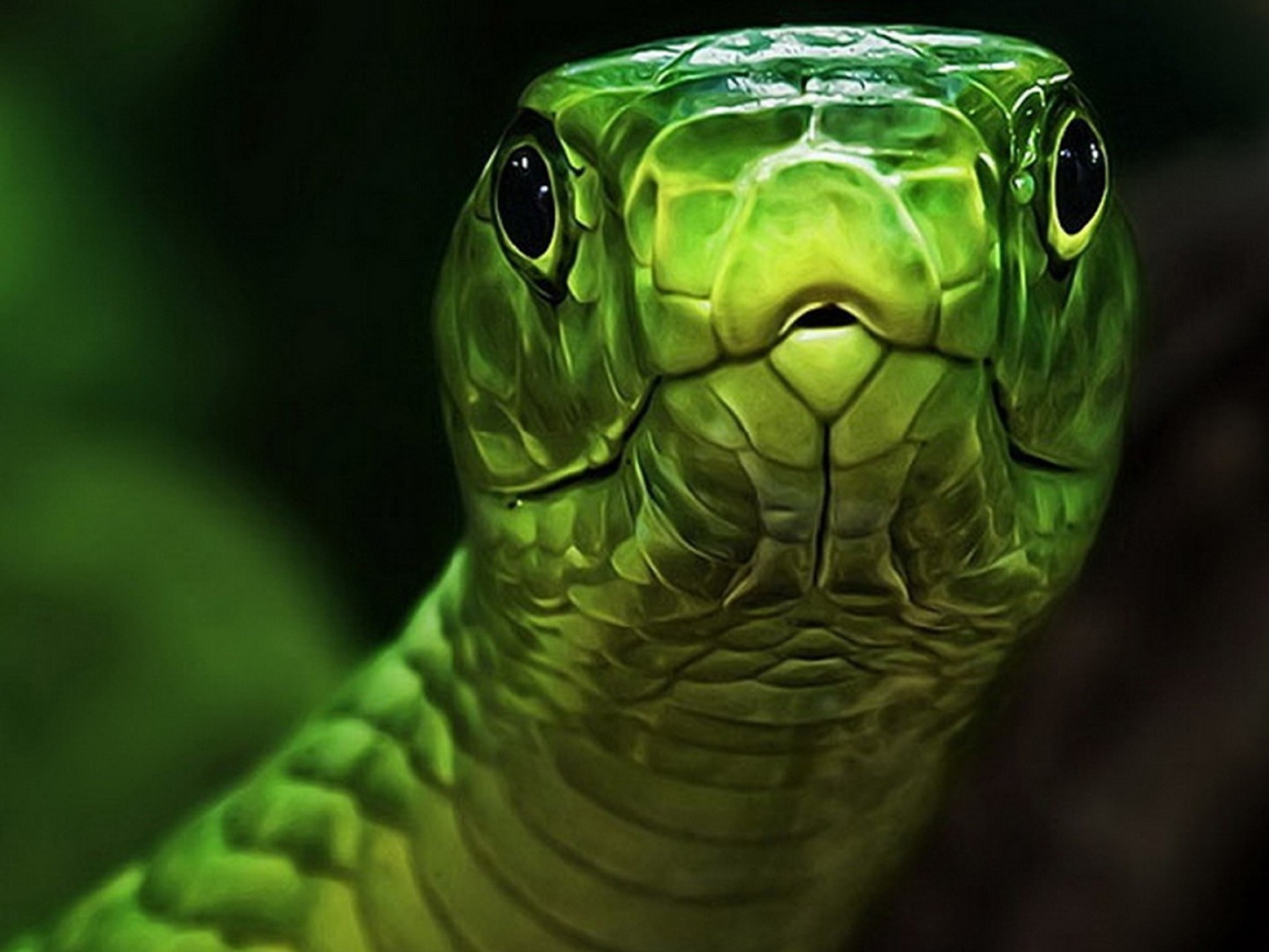 Голова зеленой змеи