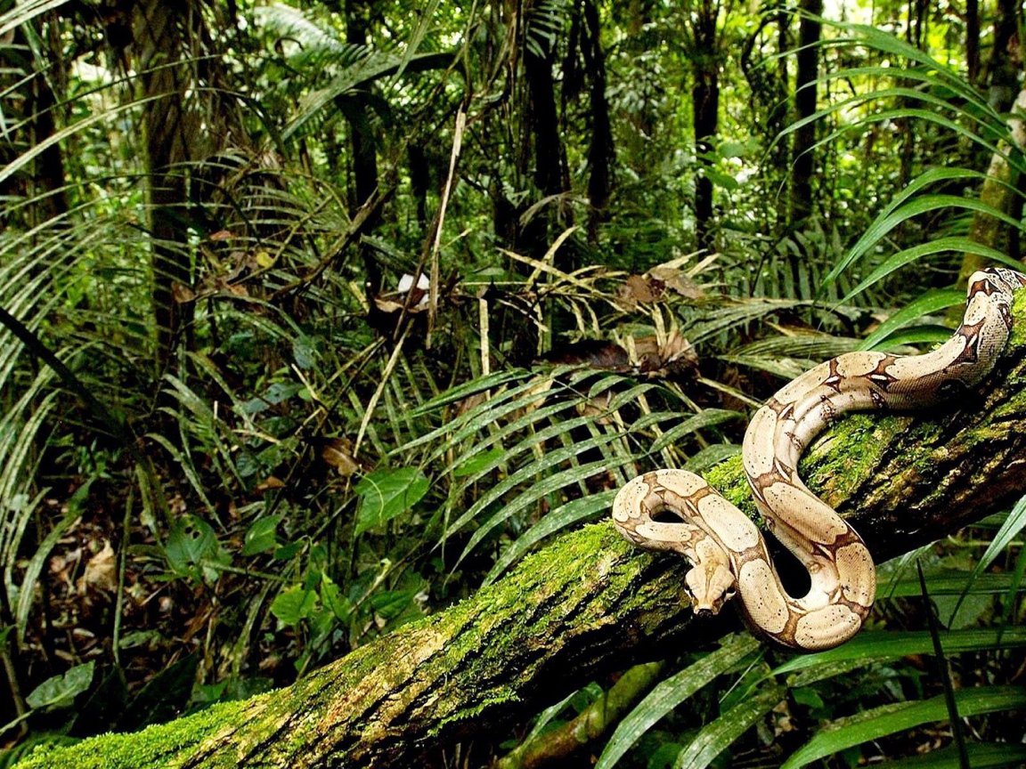 Питон ползет по дереву