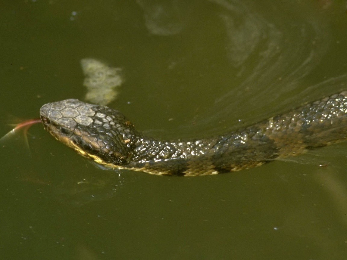 Змея плывет по воде